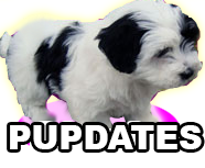 pupdate